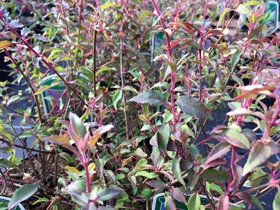 Fuchsia ′Riccartonii′