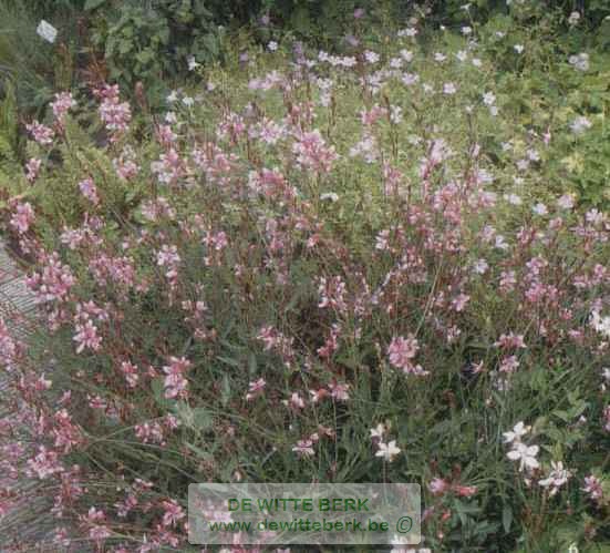 Gaura lind. ′Siskyon Pink′