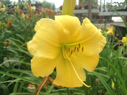 Hemerocallis ′Big Time Happy′