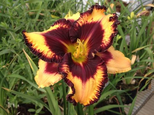 Hemerocallis ′Calico Jack′