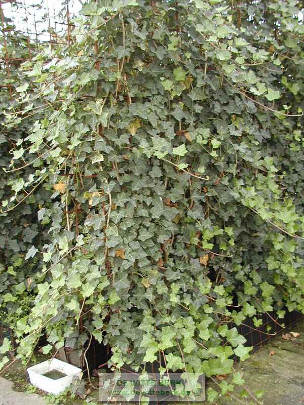 Hedera hibernica