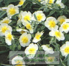 Helianthemum ′Snow Queen′