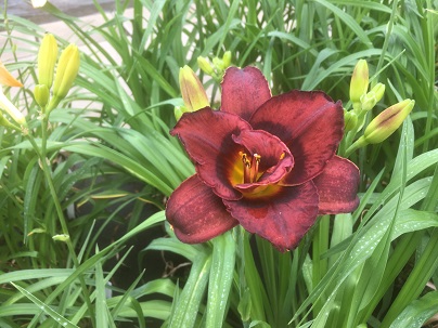 Hemerocallis ′Voodoo Dancer′