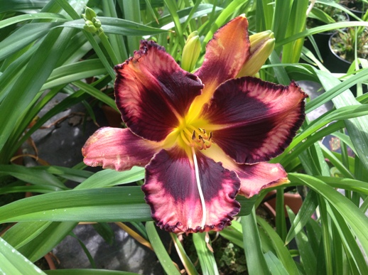 Hemerocallis ′Whoopy′