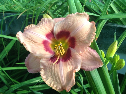 Hemerocallis ′You Angel′