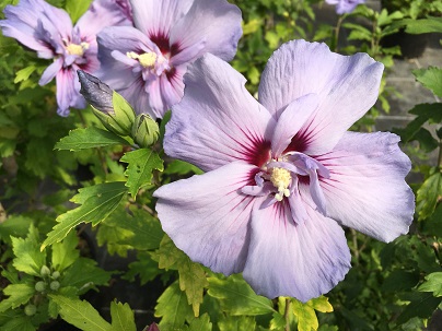 Hibiscus syr. ′Blue Chiffon′