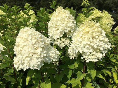 Hydrangea pan. ′Limelight′