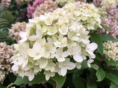 Hydrangea pan. ′Little Lime′