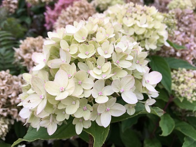 Hydrangea pan. ′Little Lime′