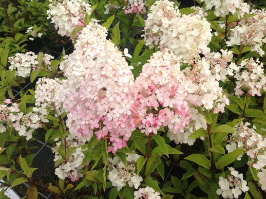 Hydrangea pan. ′Pinky Winky′