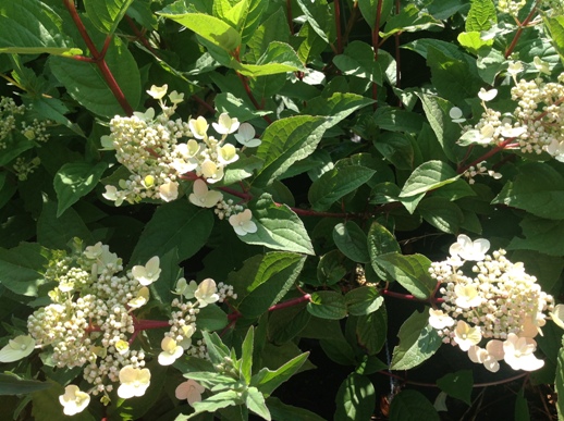 Hydrangea pan.′Wim′s Red′