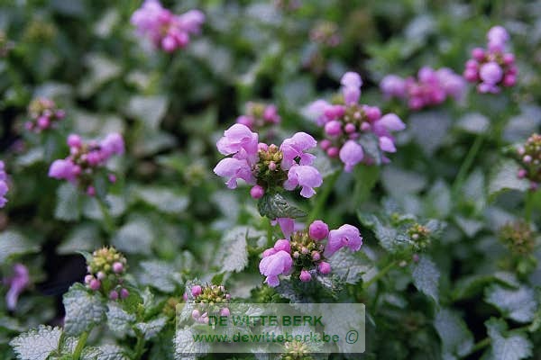 Lamium mac. ′Pink Pewter′