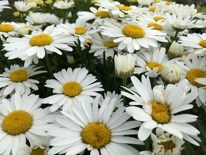 Leucanthemum (s) ′ Lagrande′