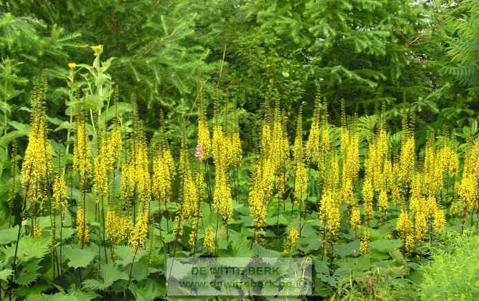 Ligularia sten. ′The Rocket′