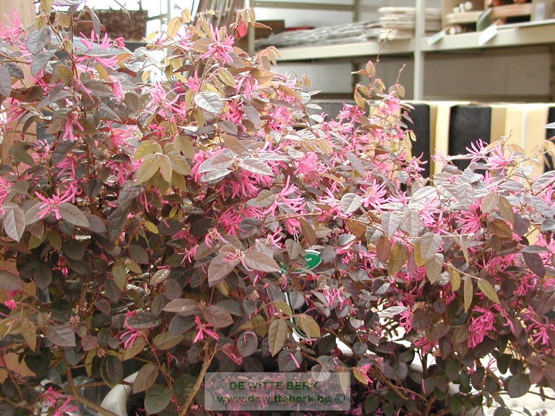 Loropetalum chin. ′Fire Dance′