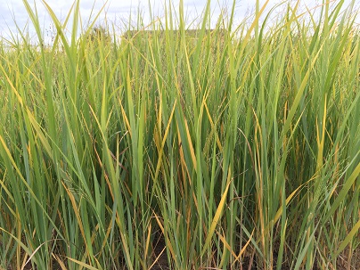 Panicum virg.′Northwind′