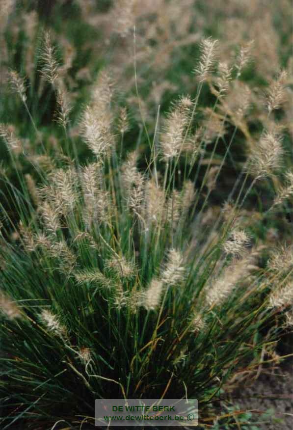 Pennisetum alop. ′Little Bunny′