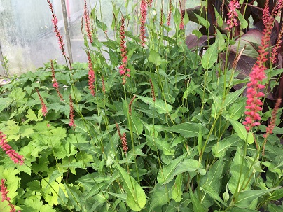 Persicaria ampl.′Orange Field′