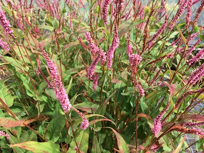 Persicaria ampl.′Pink Elephant′