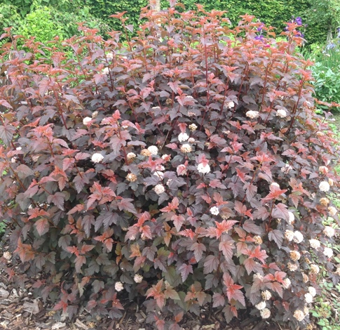 Physocarpus op. ′Lady in Red′