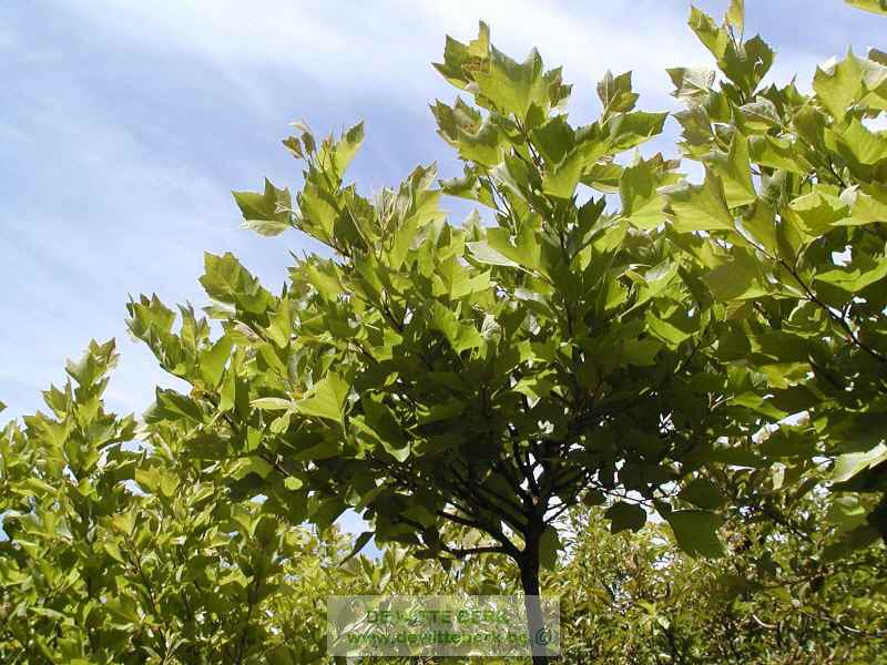 Platanus X hisp. ′Alphens Globe′