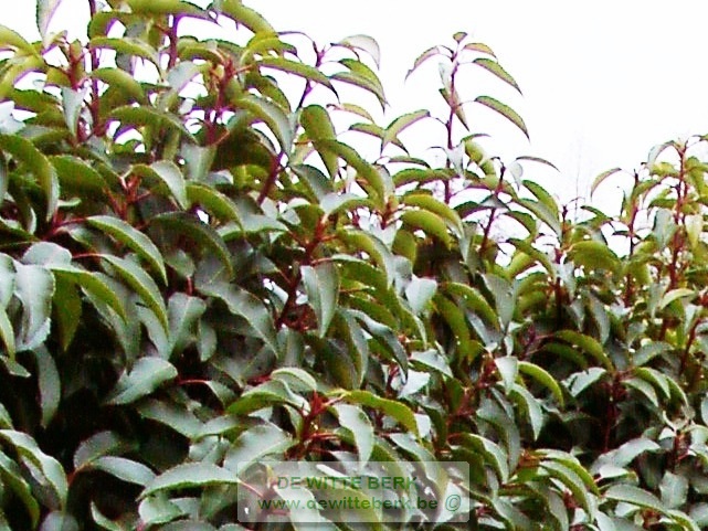 Prunus lusitanica ′Angustifolia′