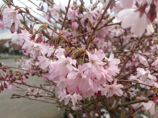 Prunus subh. ′Autumnalis Rosea′