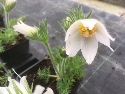 Pulsatilla vulg. ′Alba′