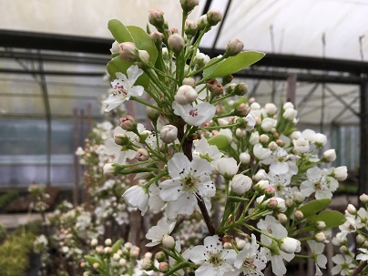 Pyrus calleryana ′Chanticleer′