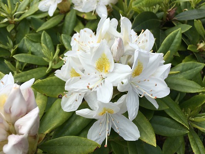 Rhododendron (T) ′Madame Masson′