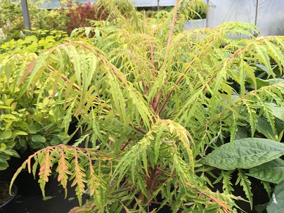 Rhus typhina ′Tiger Eyes′