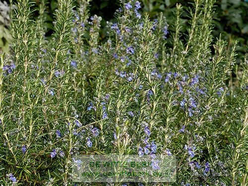 Rosmarinus officinalis