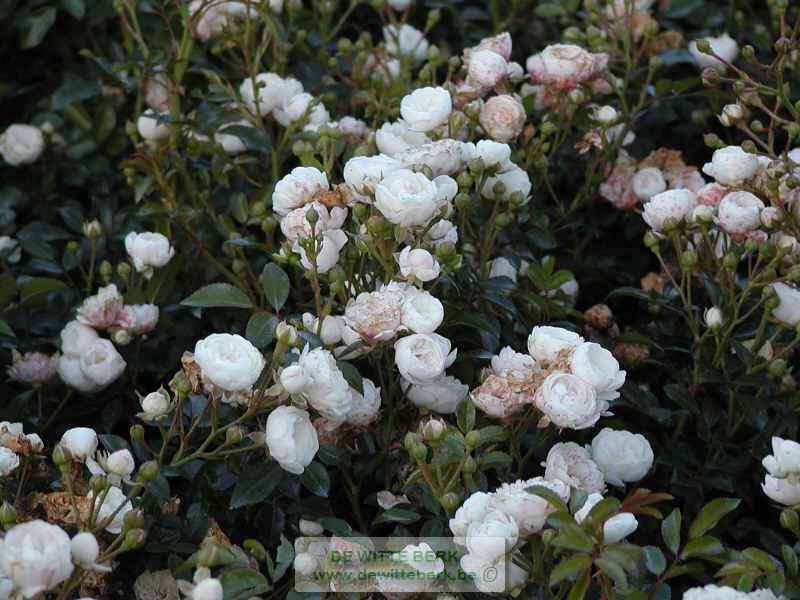 Rosa (M) ′White Fairy′