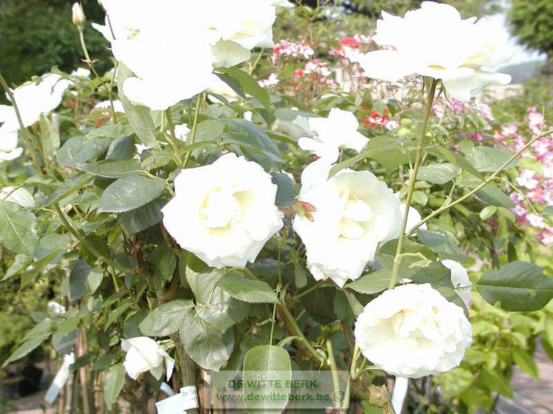 Rosa (TH) ′White Symphonie′