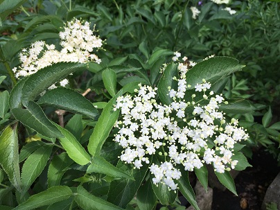 Sambucus nigra