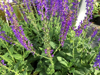 Salvia nem. ′Mainacht′