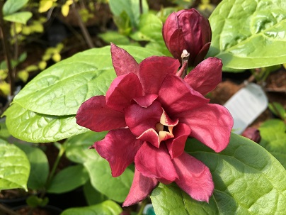 Sinocalycanthus r. ′Hartlage Wine′