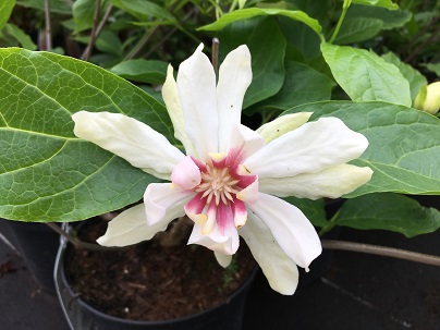 Sinocalycanthus r. ′Venus′