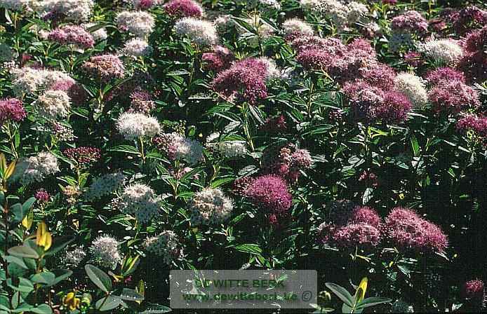 Spiraea japonica ′Genpei′