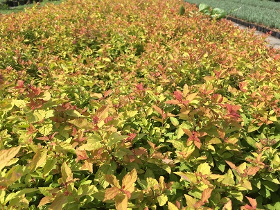 Spiraea jap. ′Goldflame′