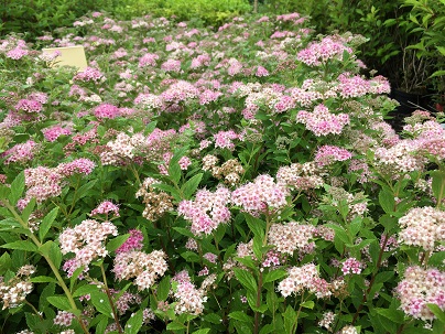 Spiraea japonica ′Little Princess′