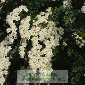 Spiraea nipp. ′Gelspir′