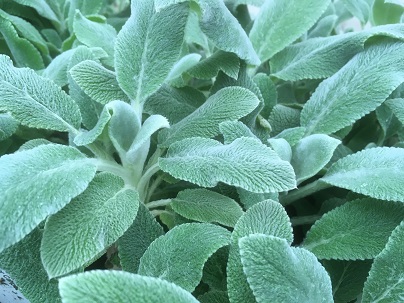 Stachys byz. ′Silver Carpet′