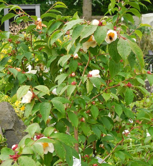 Stewartia pseudocamellia