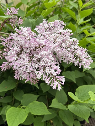 Syringa patula ′Miss Kim′