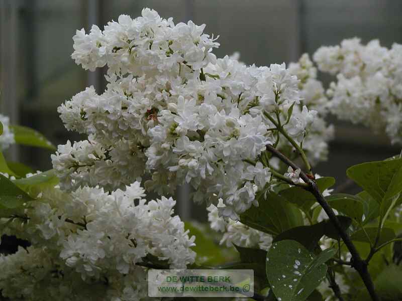 Syringa vulg. ′Mme Lemoine′