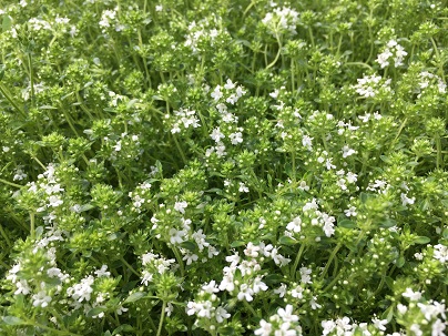 Thymus praecox ′Albiflorus′