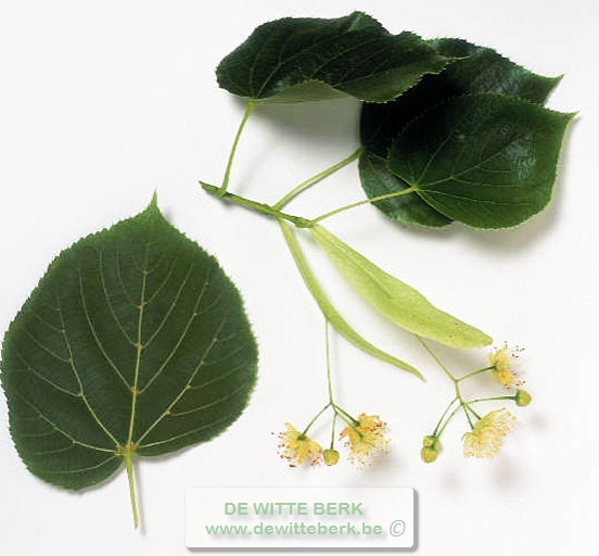 Tilia eur. ′Euchlora′