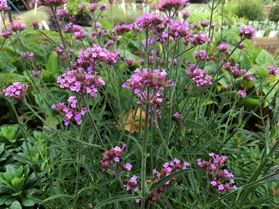 Verbena bonariensis ′Lollipop′