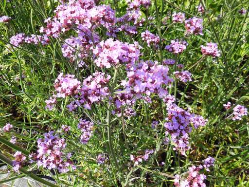 Verbena bonariensis